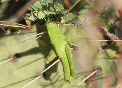 Schistocerca nitens; Gray Bird Grasshopper nymph