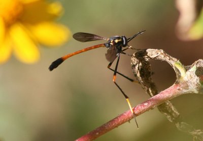 Systropus arizonicus; Bee Fly species