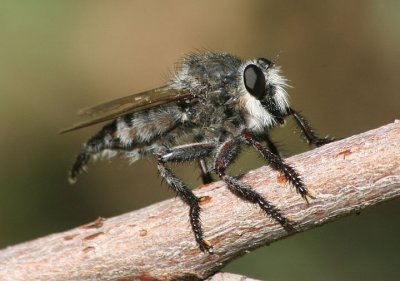 Promachus giganteus; Robber Fly species