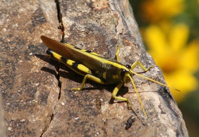 Schistocerca albolineata; White-lined Bird Grasshopper; male