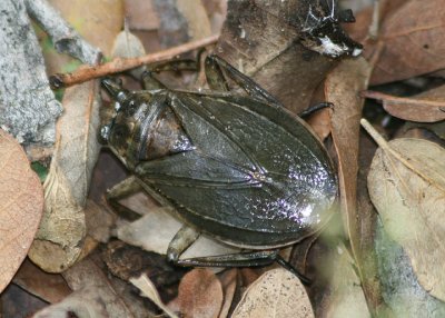 Abedus Giant Water Bug species
