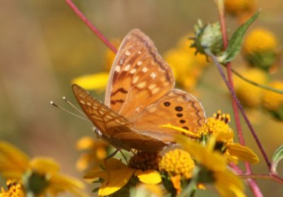 Asterocampa clyton; Tawny Emperor; female