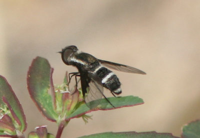 Hemipenthes lepidota; Bee Fly species; female