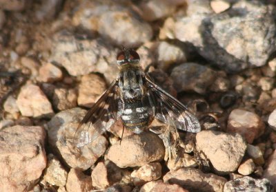 Thyridanthrax fenestratoides; Bee Fly species