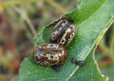 Zygogramma arizonica; Leaf Beetle species