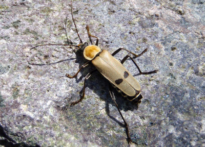 Chauliognathus misellus; Soldier Beetle species