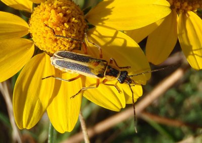 Chauliognathus omissus; Soldier Beetle species