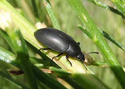 Lobometopon fusiforme; Darkling Beetle species