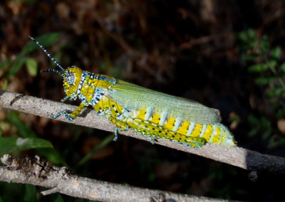Poecilotettix pantherinus; Panther-spotted Grasshopper; female