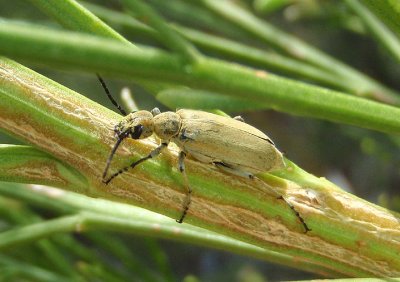 Epicauta Blister Beetle species