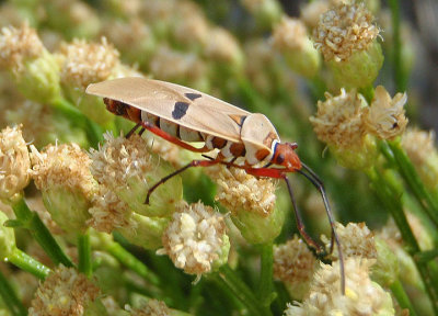 Dysdercus bimaculatus; Cotton Stainer species