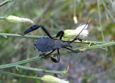 Acanthocephala thomasi; Giant Agave Bug nymph