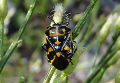 Murgantia histrionica; Harlequin Bug