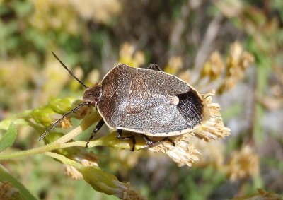 Chlorochroa ligata; Conchuela Bug