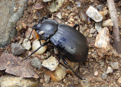 Stenomorpha Darkling Beetle species