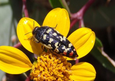 Acmaeodera paradisjuncta; Metallic Wood-boring Beetle species