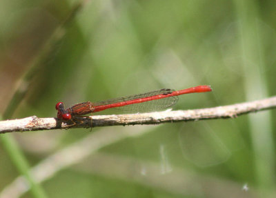 Telebasis salva; Desert Firetail; male