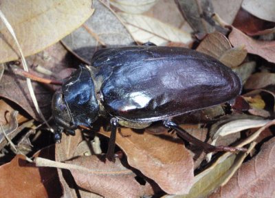 Prionus Long-horned Beetle species