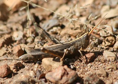 Acantherus piperatus; Slender Range Grasshopper; female
