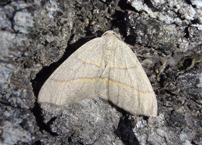 6891 - Lambdina laeta; Geometrid Moth species