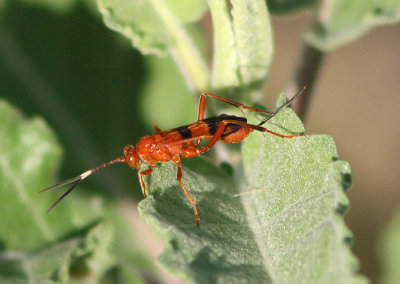 Compsocryptus Ichneumon Wasp species; female