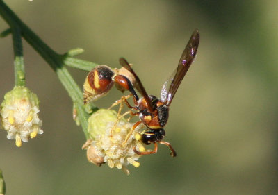 Eumenes bolli; Potter Wasp species