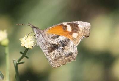 Libytheana carinenta; American Snout