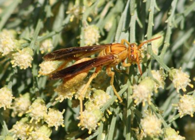 Polistes flavus; Paper Wasp species