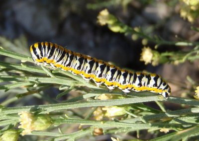 10191 - Cucullia laetifica; Hooded Owlet Moth species caterpillar