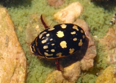 Thermonectus marmoratus; Sunburst Diving Beetle
