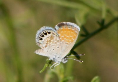 Brephidium exilis; Western Pygmy Blue