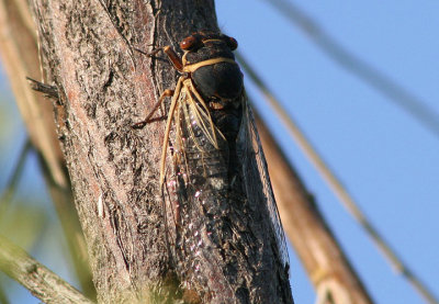Diceroprocta apache; Citrus Cicada