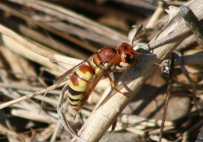 Euodynerus annulatus; Mason Wasp species; female