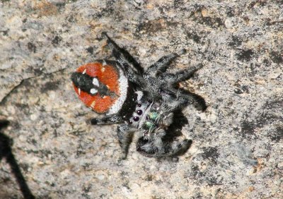 Phidippus carneus; Jumping Spider species; female