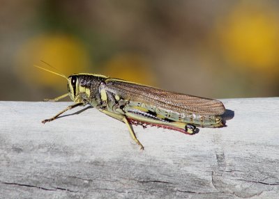 Schistocerca albolineata; White-lined Bird Grasshopper; female