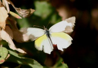 Eurema mexicana; Mexican Yellow; male