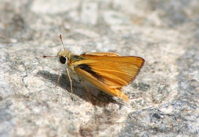 Copaeodes aurantiaca; Orange Skipperling