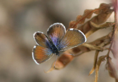 Brephidium exilis; Western Pygmy Blue