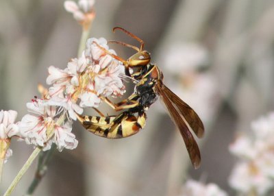 Polistes dorsalis; Paper Wasp species