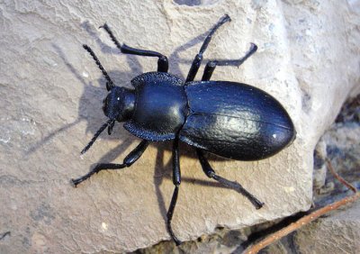 Darkling Beetles and Relatives