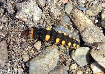 Chauliognathus Soldier Beetle larva