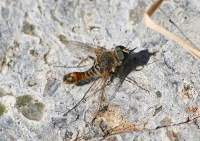 Epacmus Bee Fly species