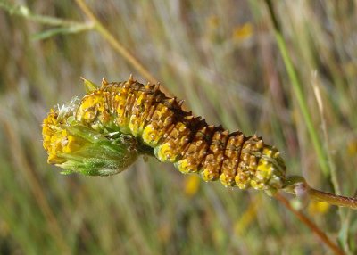 9783-9787 - Stiria Owlet Moth Caterpillar species