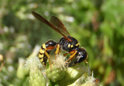 Ectemnius sonorensis; Square-headed Wasp species