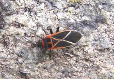 Ochrimnus Seed Bug species