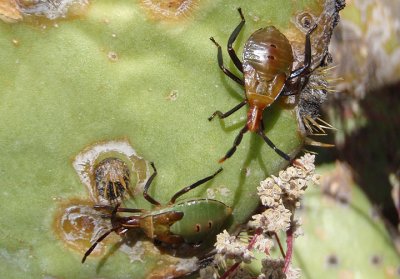 Chelinidea vittiger; Cactus Coreid nymphs