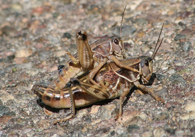 Brachystola magna; Plains Lubber Grasshopper; mating pair