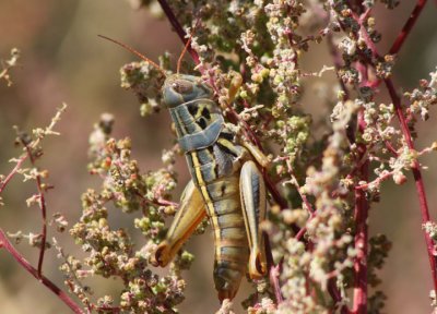 Barytettix humphreysii; Humphrey's Grasshopper
