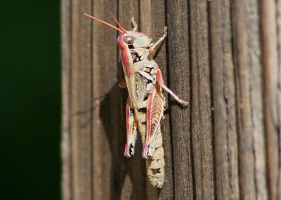 Melanoplus lakinus; Lakin Grasshopper; female