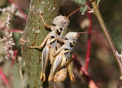 Barytettix humphreysii; Humphrey's Grasshoppers; mating pair
